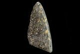 Polished Ammonite (Promicroceras) Slab - Marston Magna Marble #131988-2